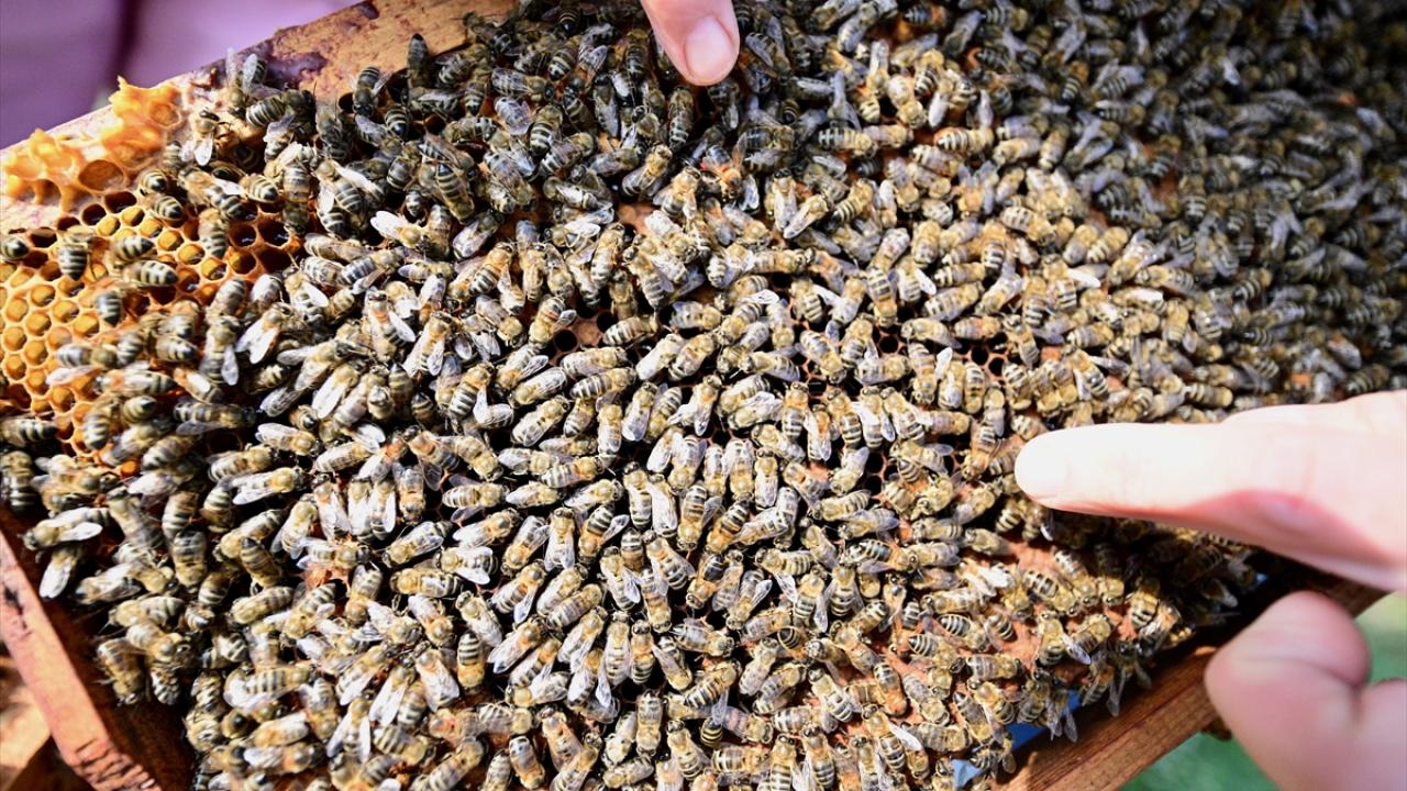 Foto - Arılar ile ilgili gerçek ortaya çıktı! Meğer küresel ısınma değilmiş