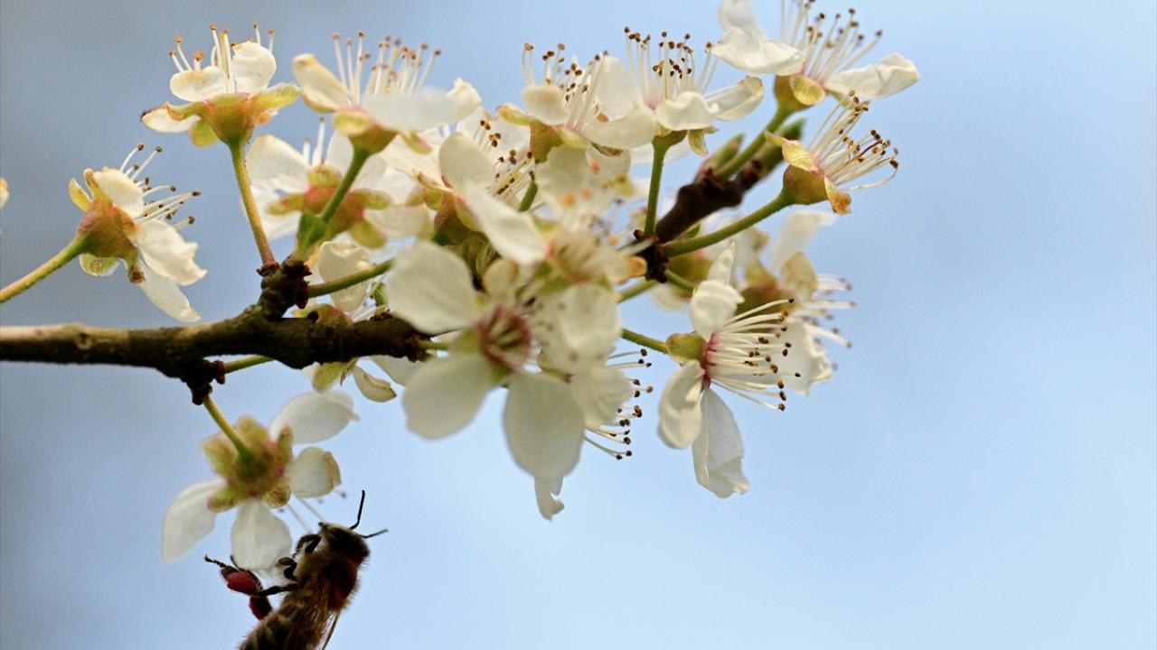 Foto - Arılar ile ilgili gerçek ortaya çıktı! Meğer küresel ısınma değilmiş