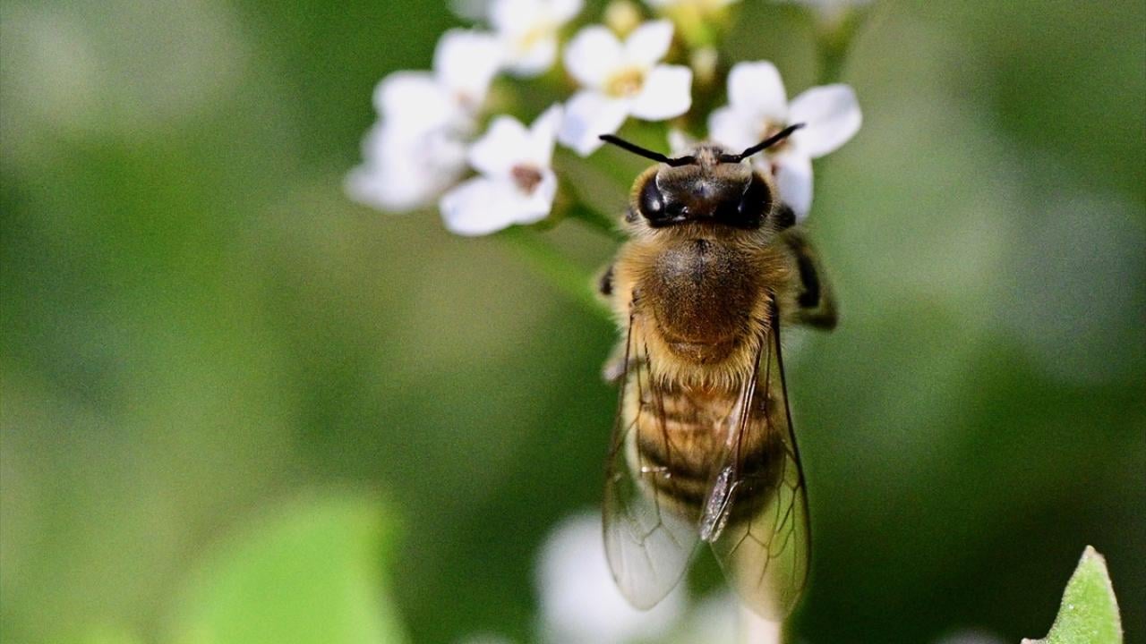 Foto - Arılar ile ilgili gerçek ortaya çıktı! Meğer küresel ısınma değilmiş
