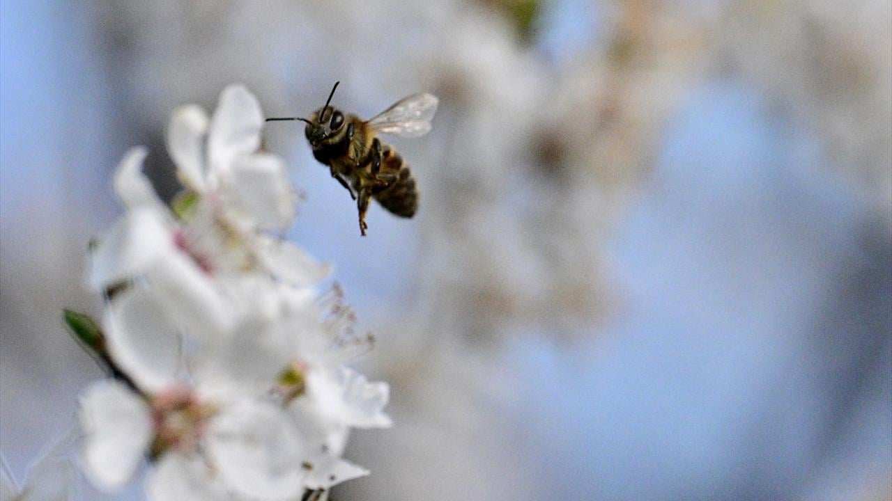 Foto - Arılar ile ilgili gerçek ortaya çıktı! Meğer küresel ısınma değilmiş