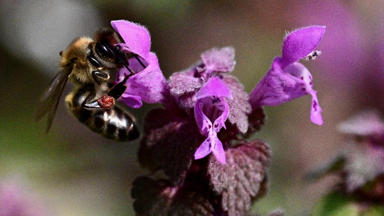 Foto - Arılar ile ilgili gerçek ortaya çıktı! Meğer küresel ısınma değilmiş