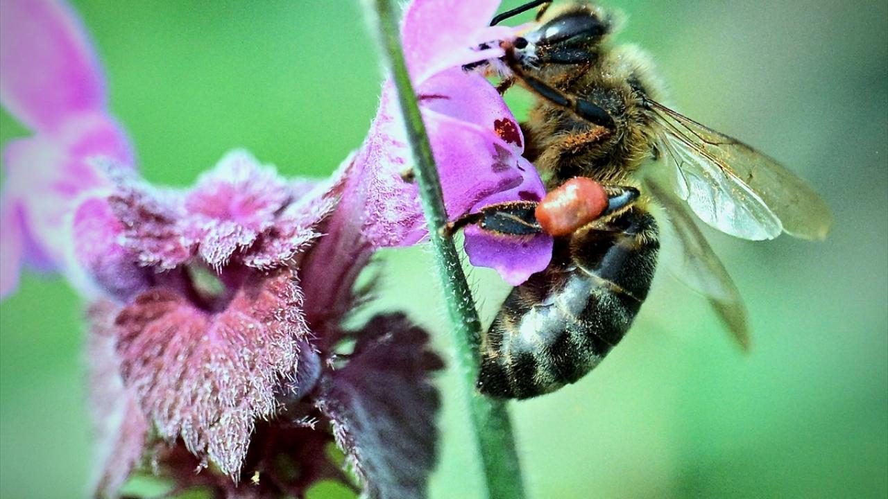 Foto - Arılar ile ilgili gerçek ortaya çıktı! Meğer küresel ısınma değilmiş