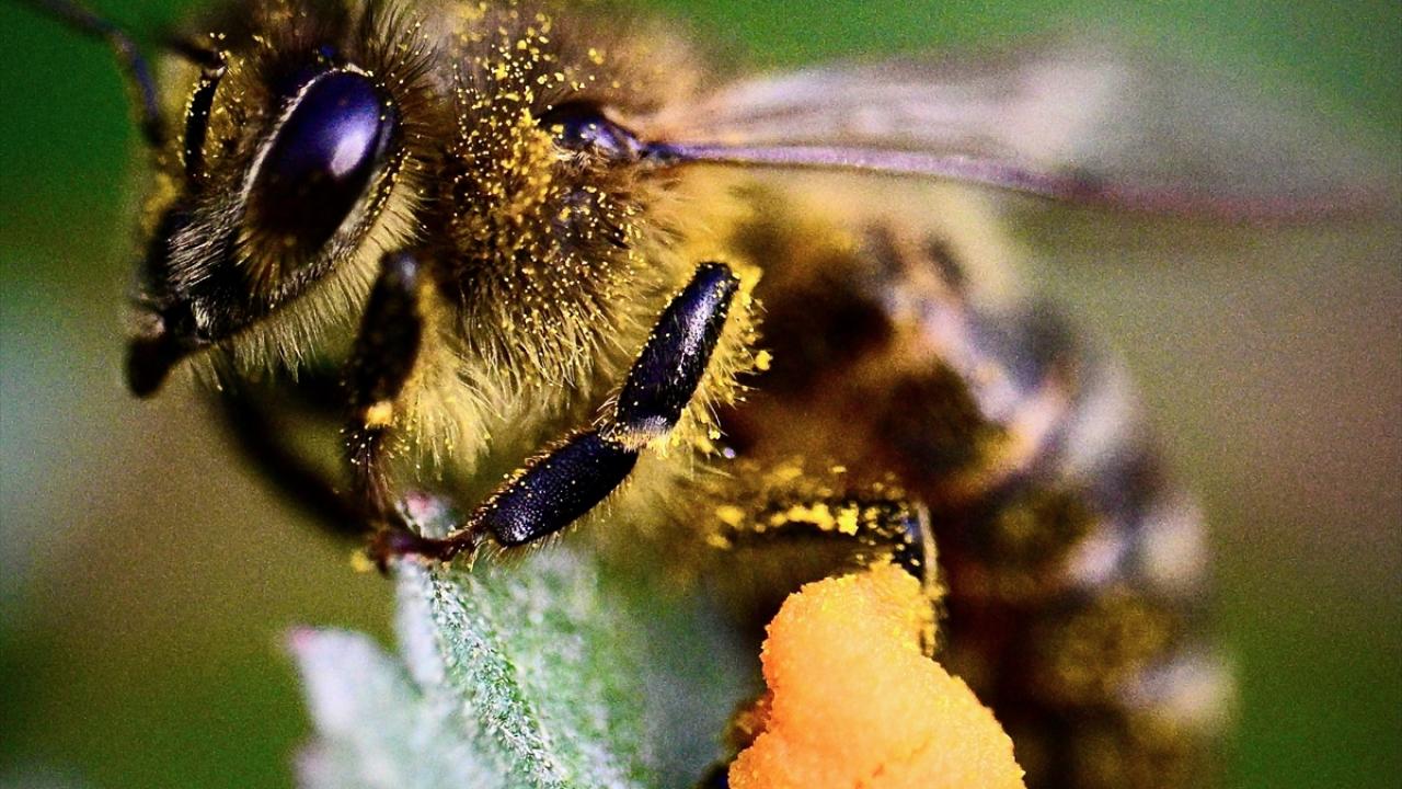 Foto - Arılar ile ilgili gerçek ortaya çıktı! Meğer küresel ısınma değilmiş