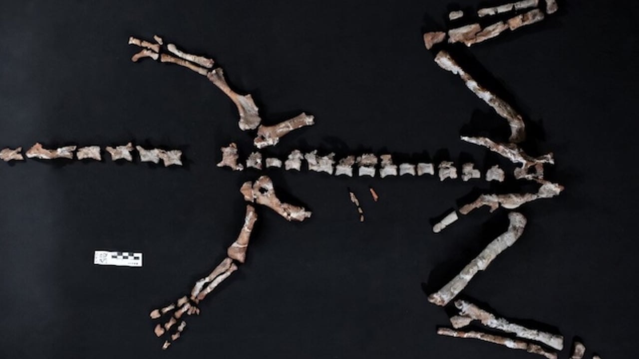 Arjantin’de bilim insanları hayrete düşüren bir keşif yaptı! Dünyanın en eski dinozorlardan biri gündeme geldi!