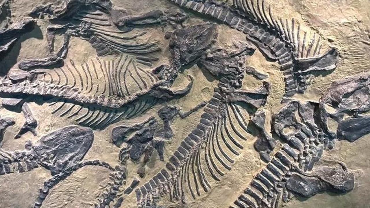 Foto - Arjantin’de bilim insanları hayrete düşüren bir keşif yaptı! Dünyanın en eski dinozorlardan biri gündeme geldi!