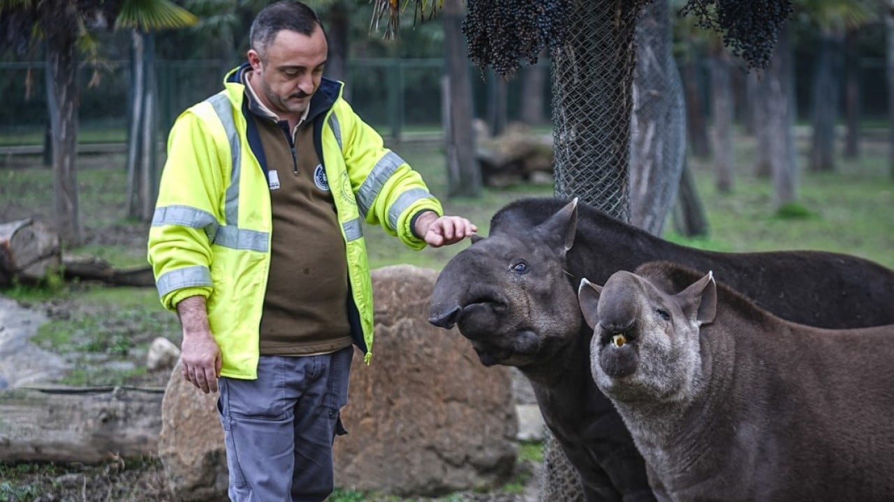 Foto - Artık Bursalı oldular! Tapirler kış mevsiminde özenle besleniyor
