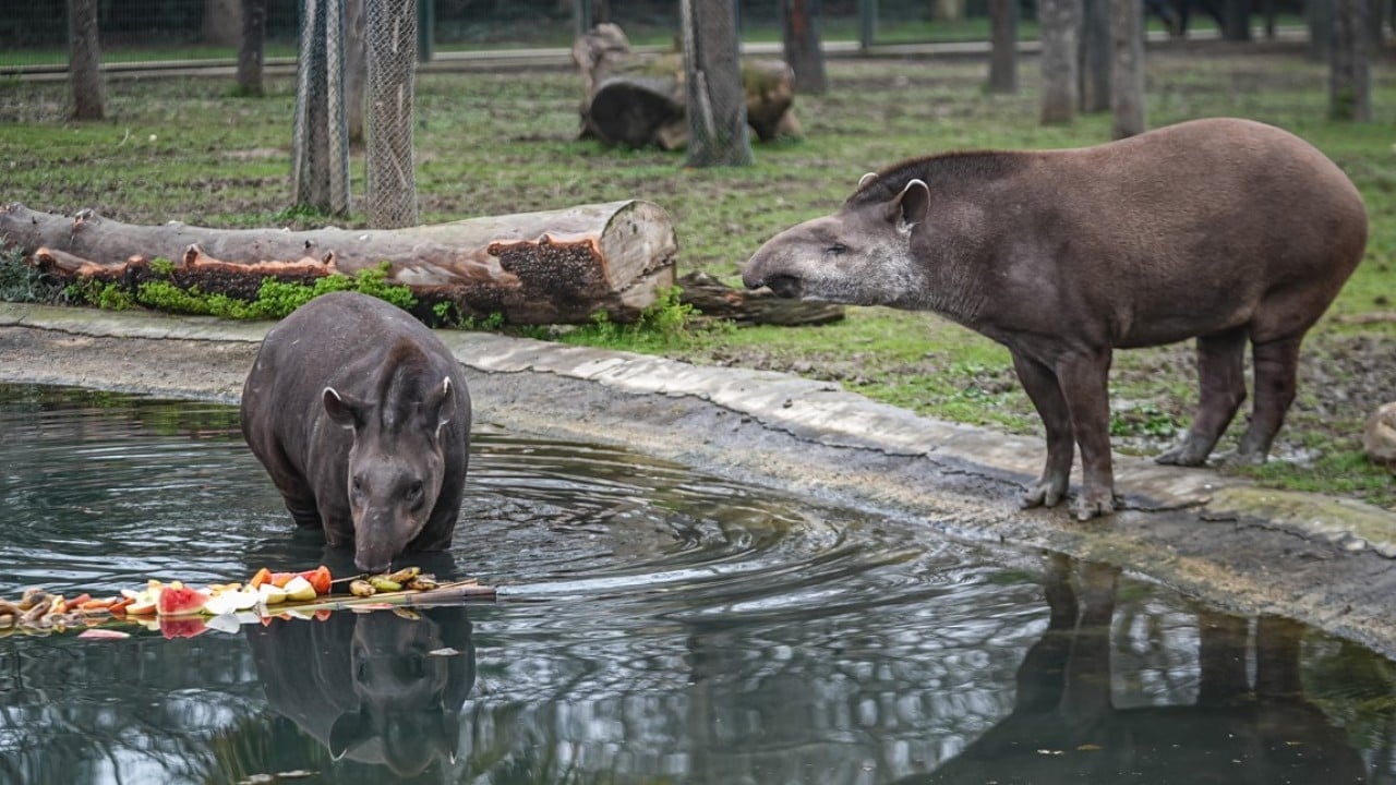 Foto - Artık Bursalı oldular! Tapirler kış mevsiminde özenle besleniyor