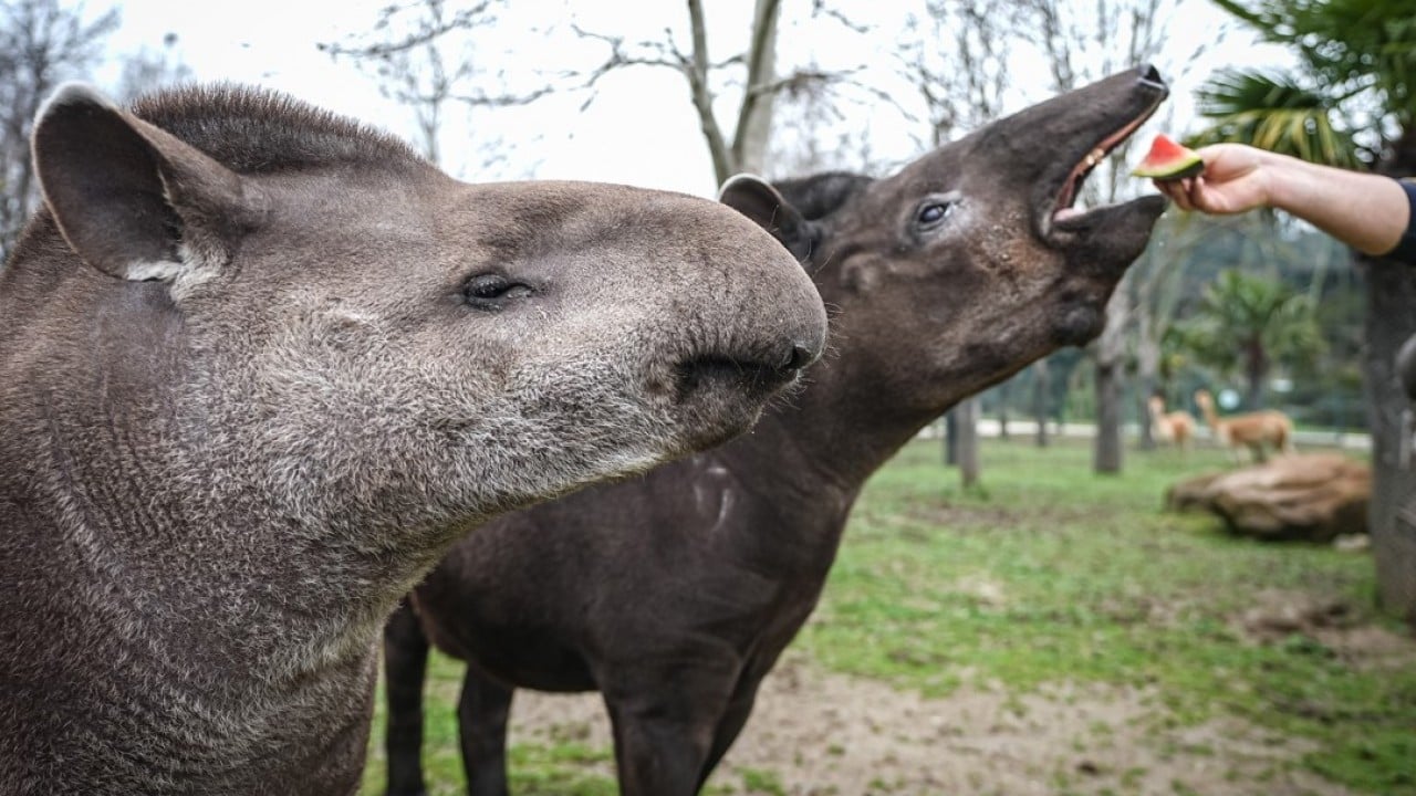 Foto - Artık Bursalı oldular! Tapirler kış mevsiminde özenle besleniyor