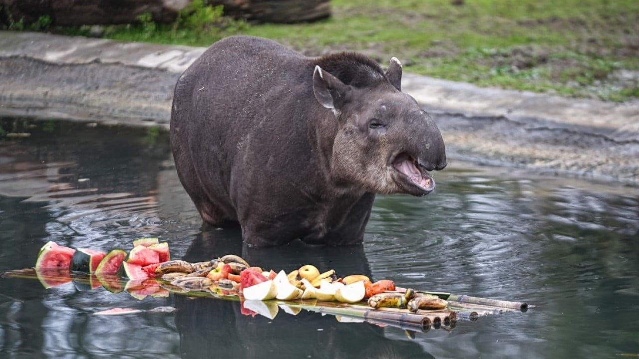 Foto - Artık Bursalı oldular! Tapirler kış mevsiminde özenle besleniyor