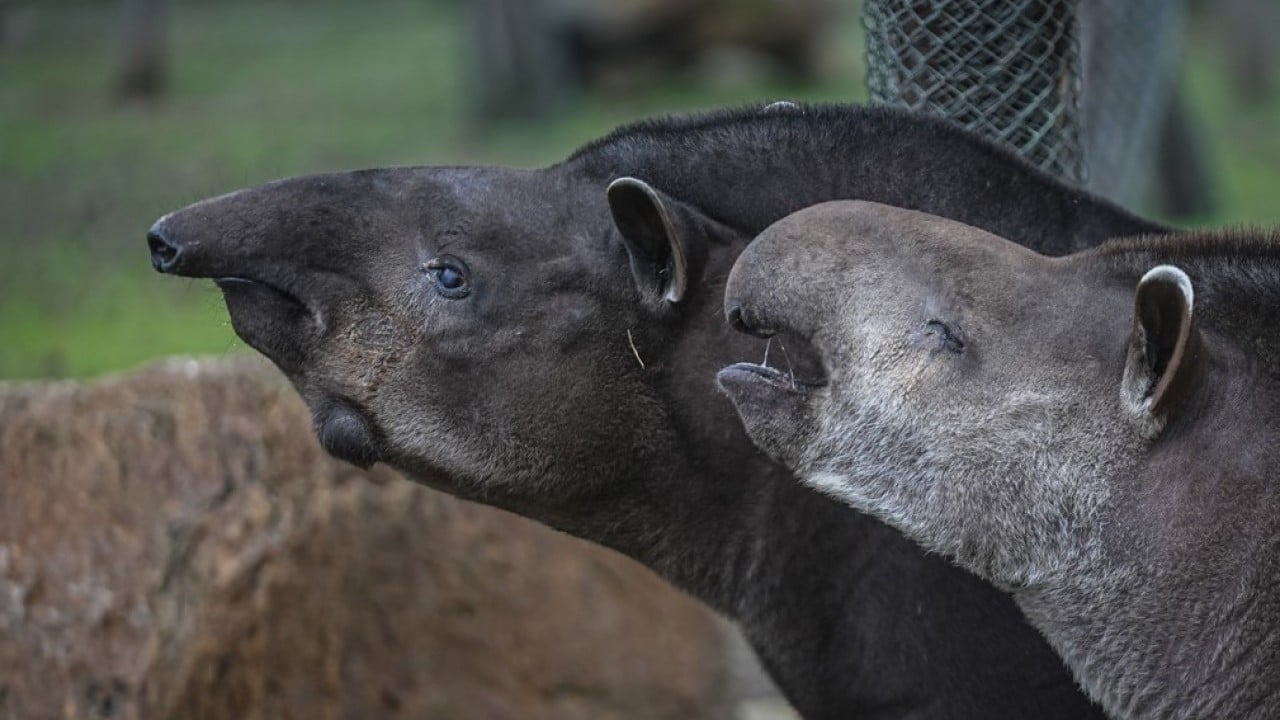 Artık Bursalı oldular! Tapirler kış mevsiminde özenle besleniyor