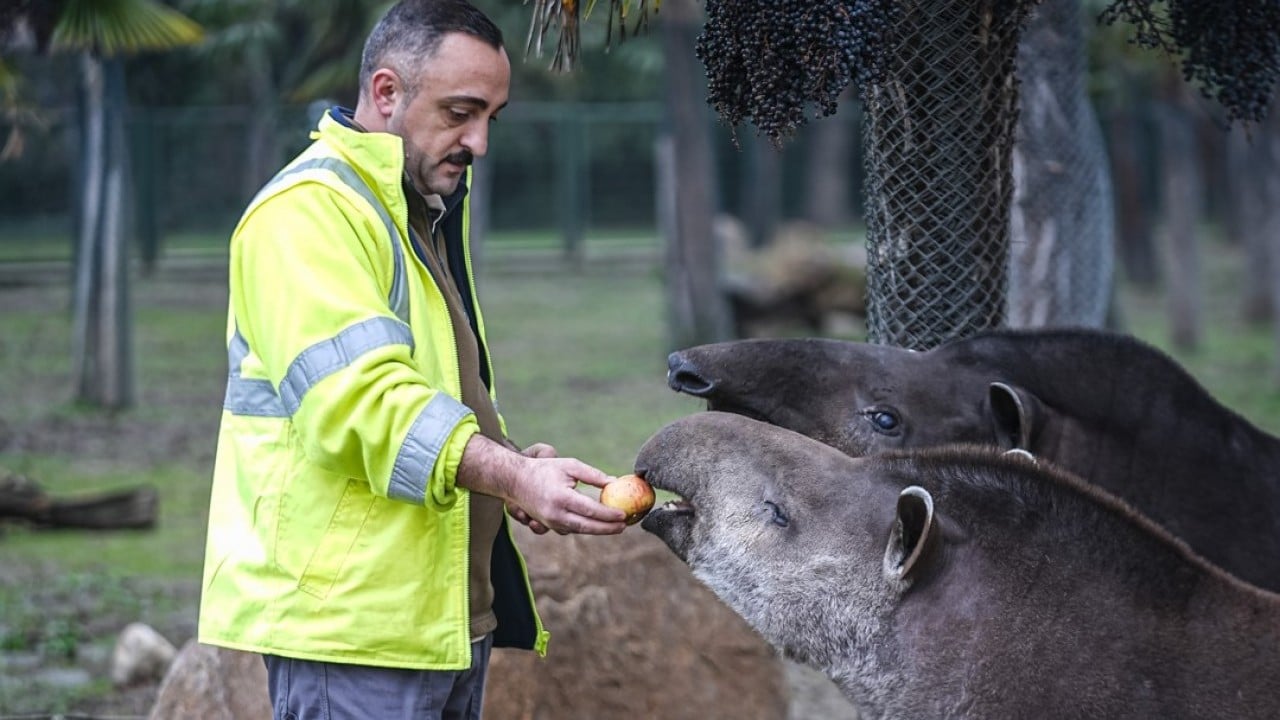 Foto - Artık Bursalı oldular! Tapirler kış mevsiminde özenle besleniyor