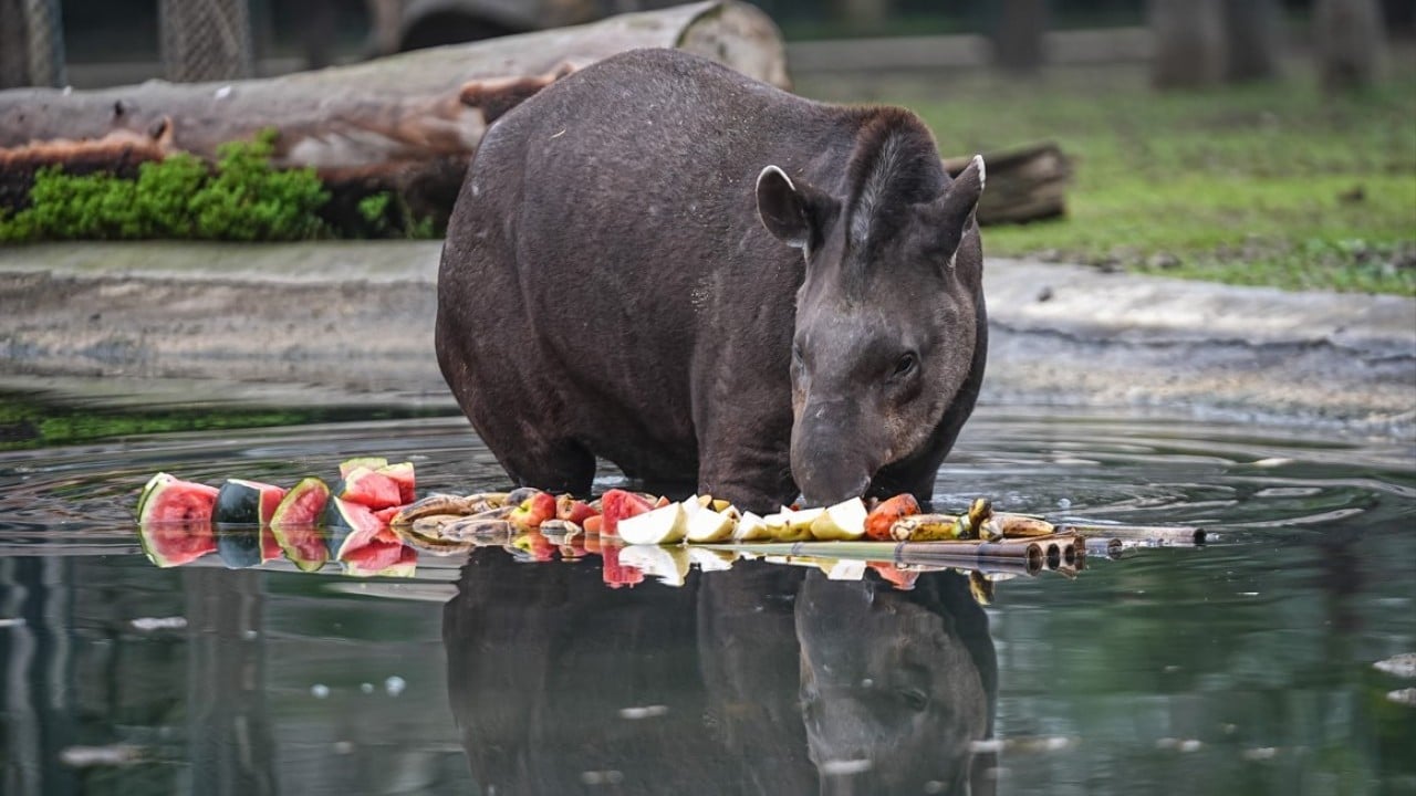 Foto - Artık Bursalı oldular! Tapirler kış mevsiminde özenle besleniyor