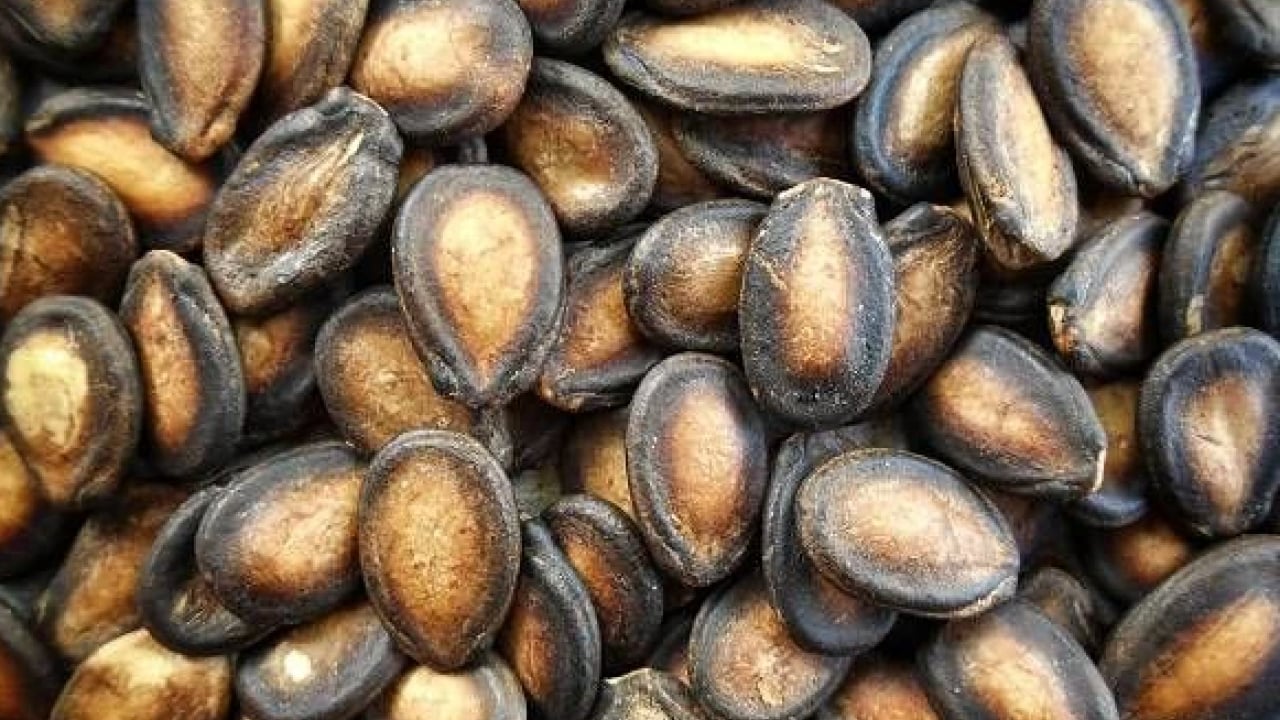 Foto - Artık çöpe atmayacaksınız! Karpuz çekirdeğinin bilinmeyen 5 faydası