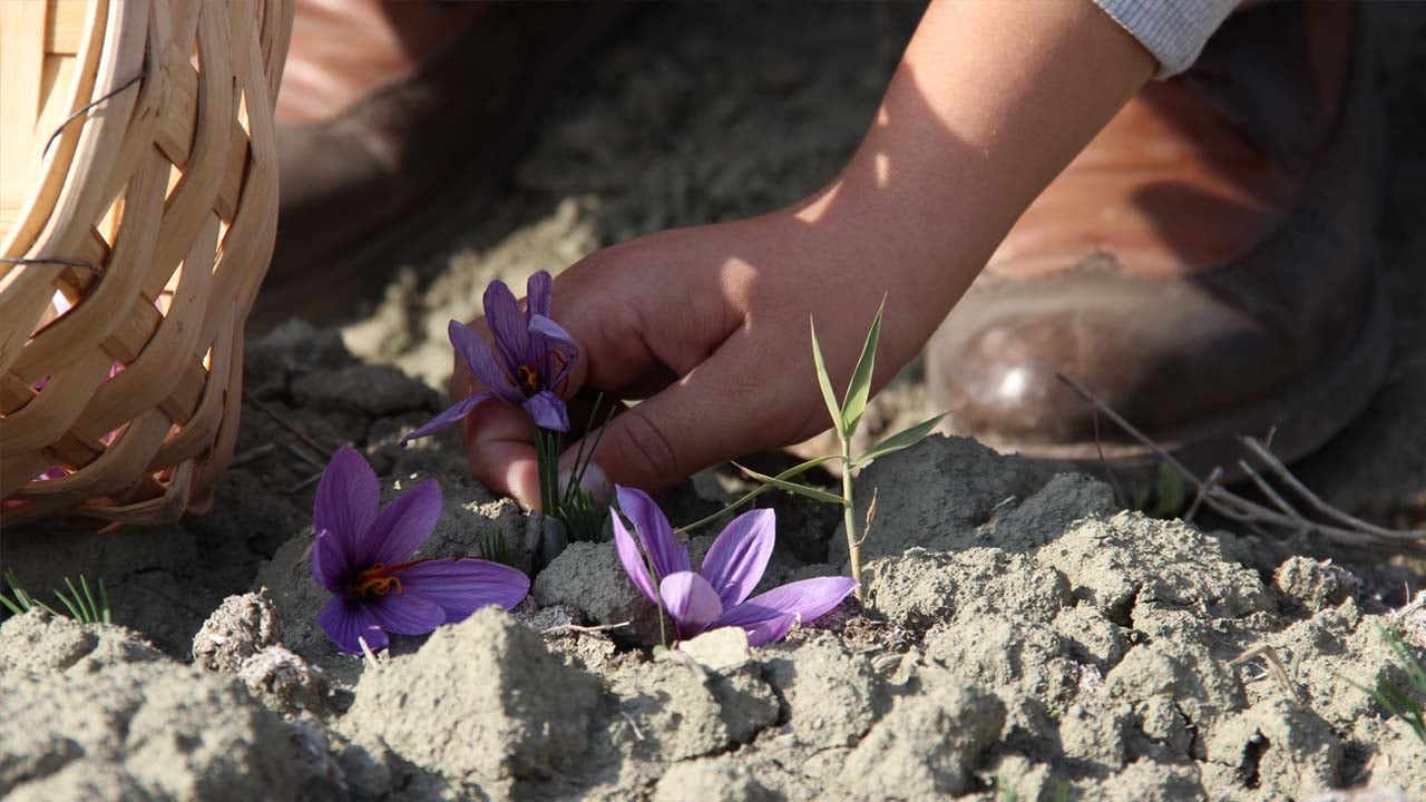 Foto - Artık dünyanın en pahalısını üretiyor: Denemek için başladı sonuç müthiş