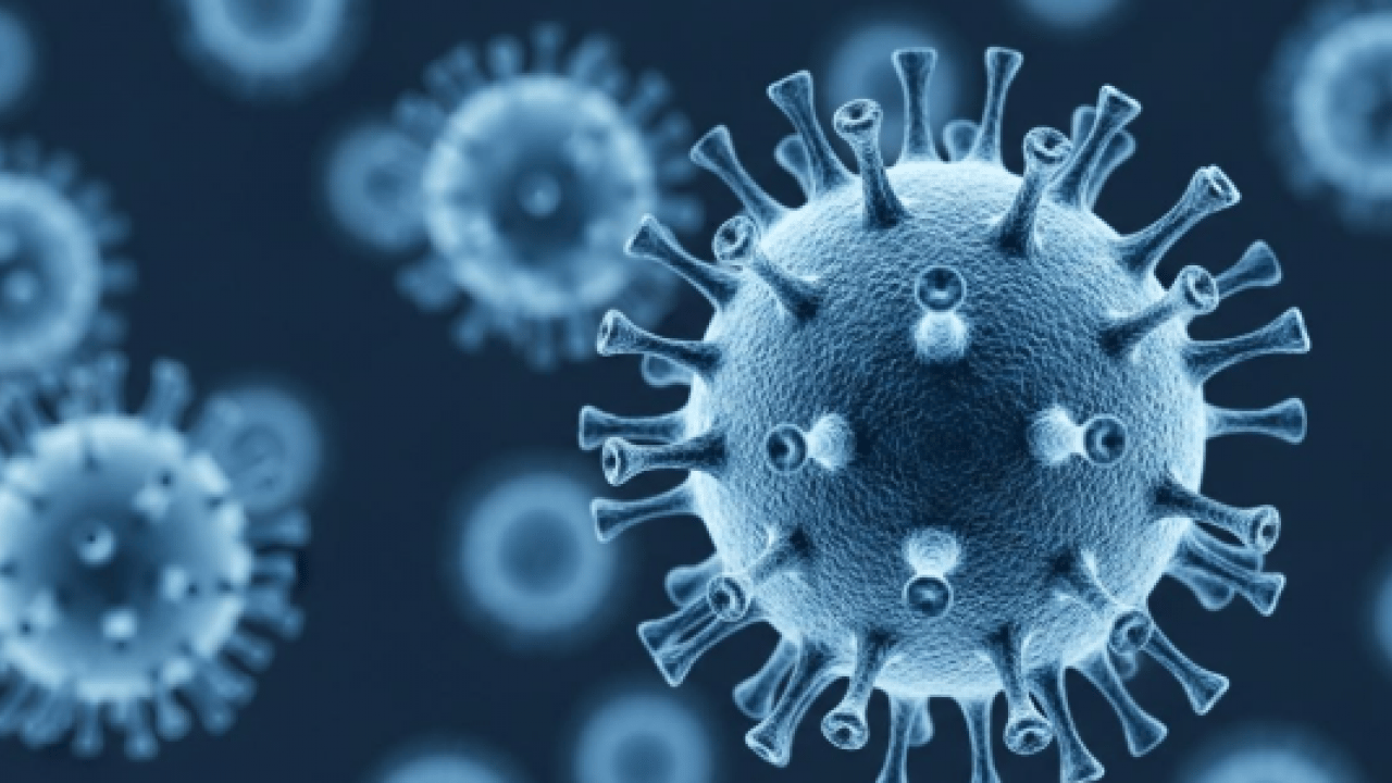 Foto - Nipah virüsünün tedavisi yok: Ölüm oranı yüzde 70'lerde!