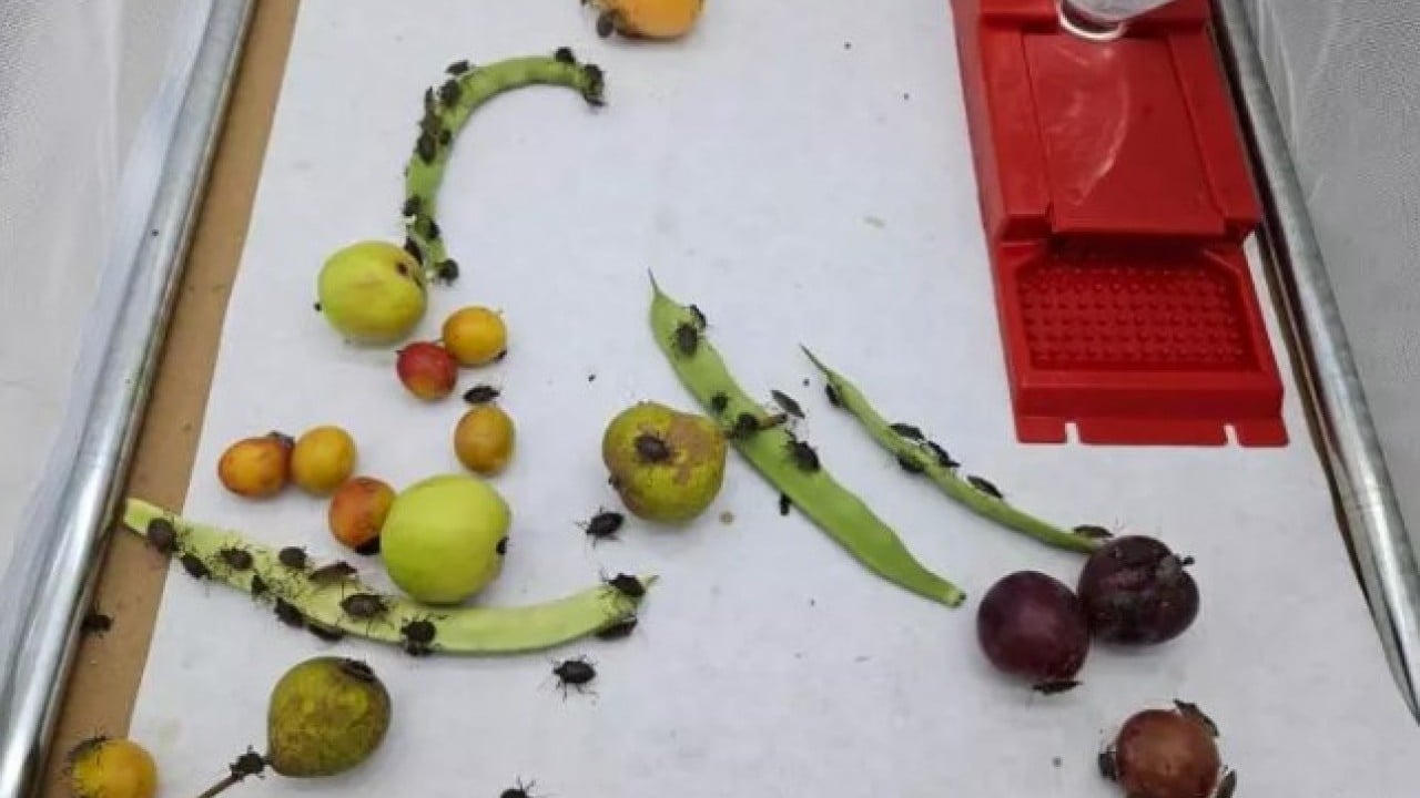 Foto - Artvinlileri canından bezdirmişti: Şimdi de İstanbul'da ortaya çıktı!