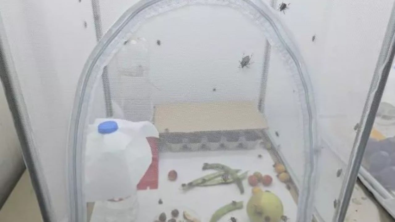 Foto - Artvinlileri canından bezdirmişti: Şimdi de İstanbul'da ortaya çıktı!