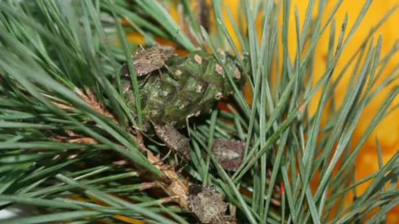 Foto - Artvinlileri canından bezdirmişti: Şimdi de İstanbul'da ortaya çıktı!