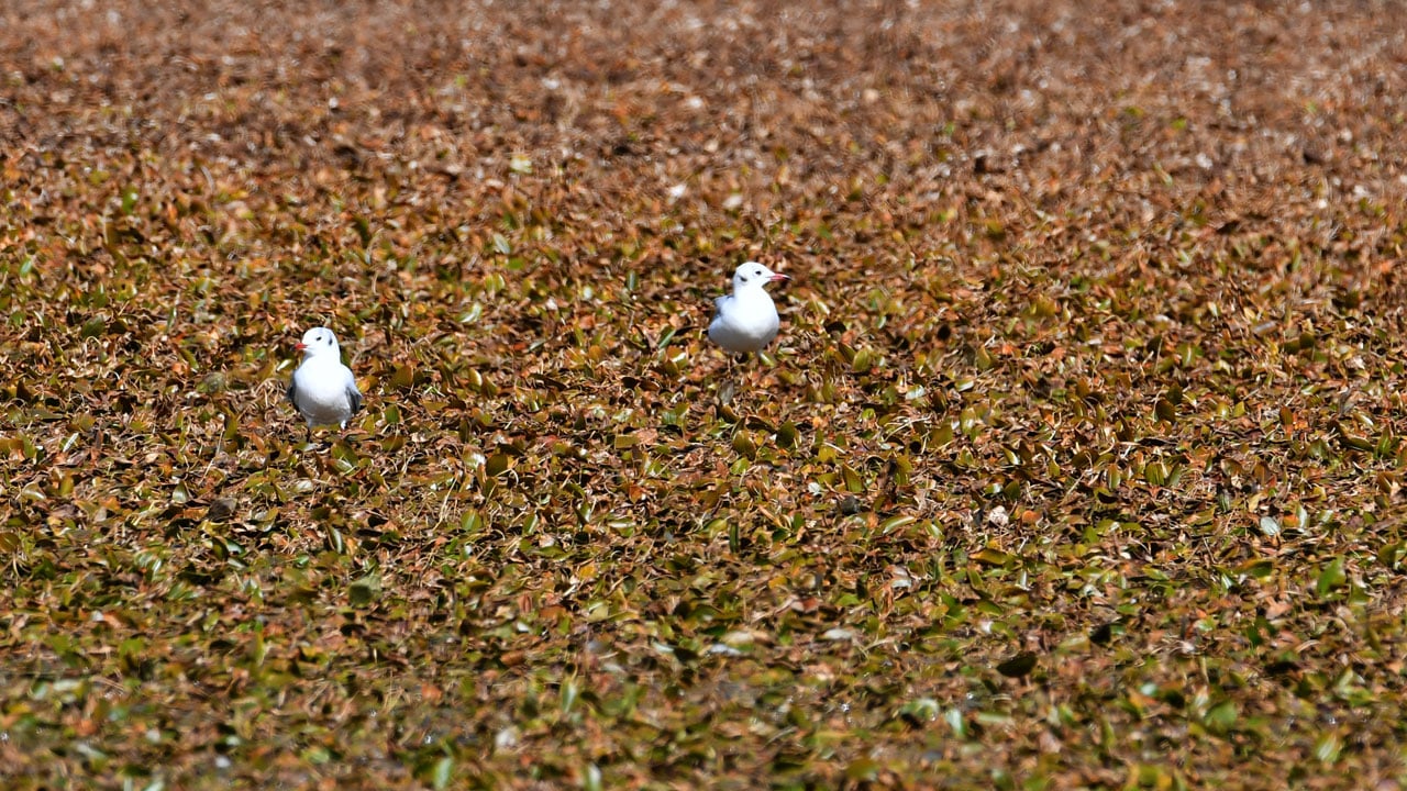 Asboğa Gölü alarm veriyor! Su seviyesi 60 metre çekildi
