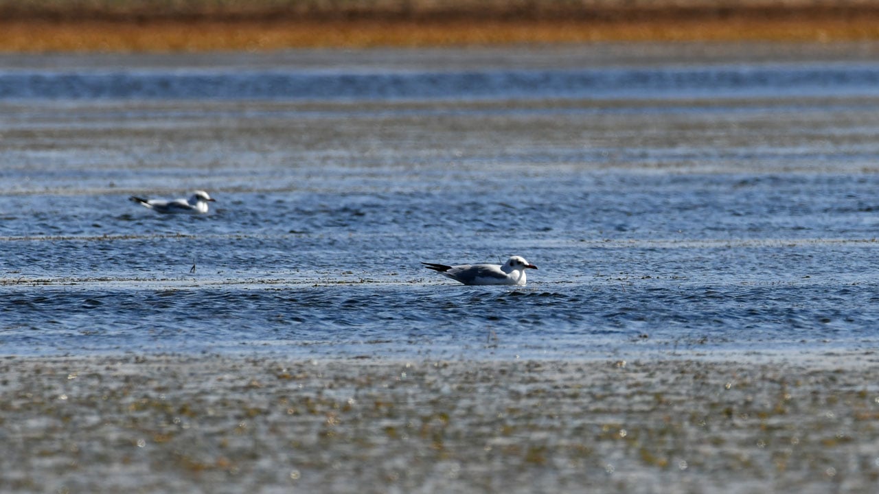 Foto - Asboğa Gölü alarm veriyor! Su seviyesi 60 metre çekildi