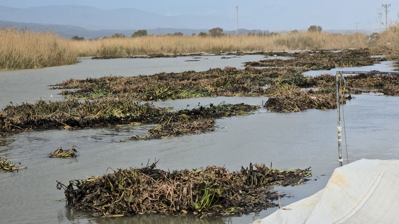 Foto - Asi Nehri’nden denize sürüklendiler! Hatay sahilinde su sümbülü alarmı