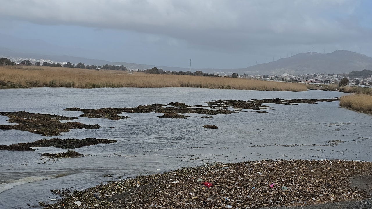 Foto - Asi Nehri’nden denize sürüklendiler! Hatay sahilinde su sümbülü alarmı