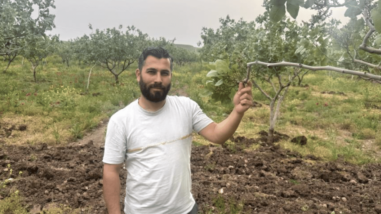 Aşırı yağışlar etkisini gösterdi! Siirt fıstığında rekoltenin artması bekleniyor