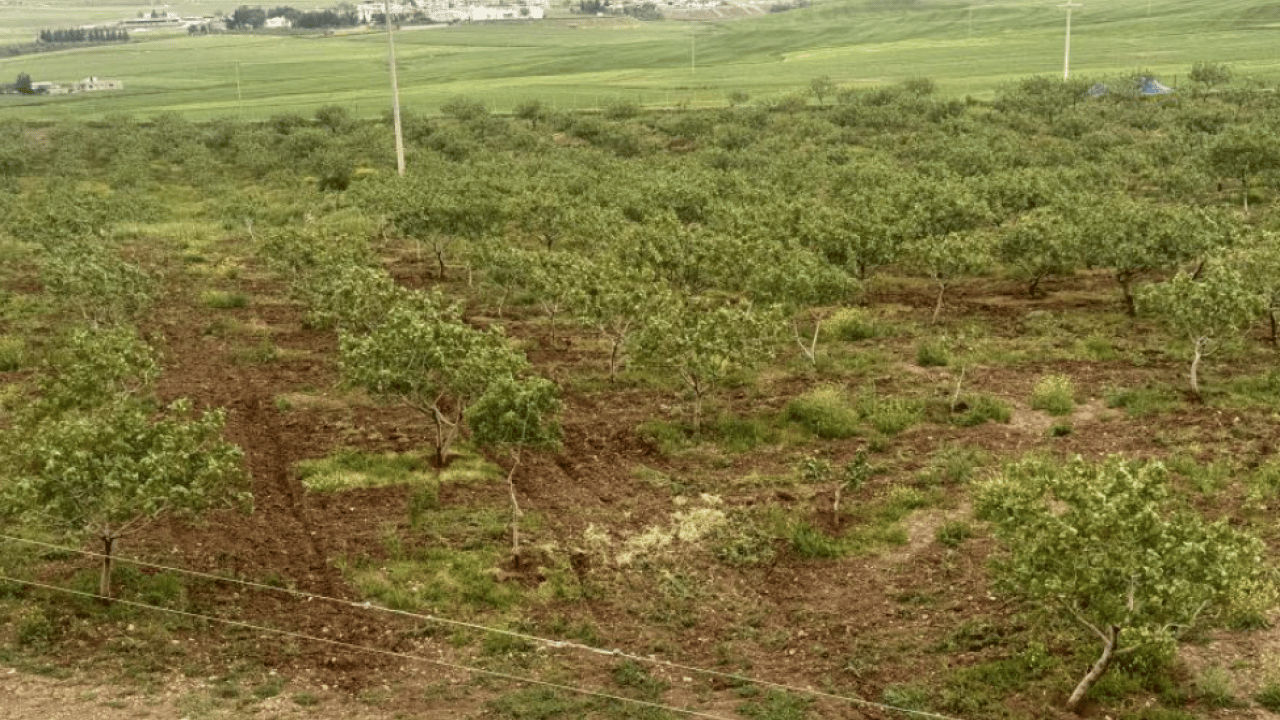 Foto - Aşırı yağışlar etkisini gösterdi! Siirt fıstığında rekoltenin artması bekleniyor