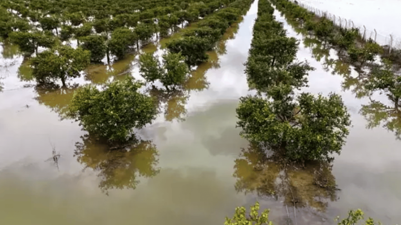 Foto - Aşırı yağışlar üreticiyi zorladı: Binlerce dönüm ekili alan göle döndü