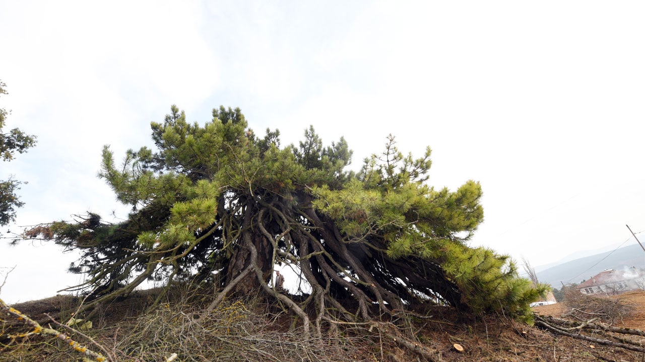 Foto - Asırlık çam görenleri hayrete düşürüyor! Dalları secde eder gibi