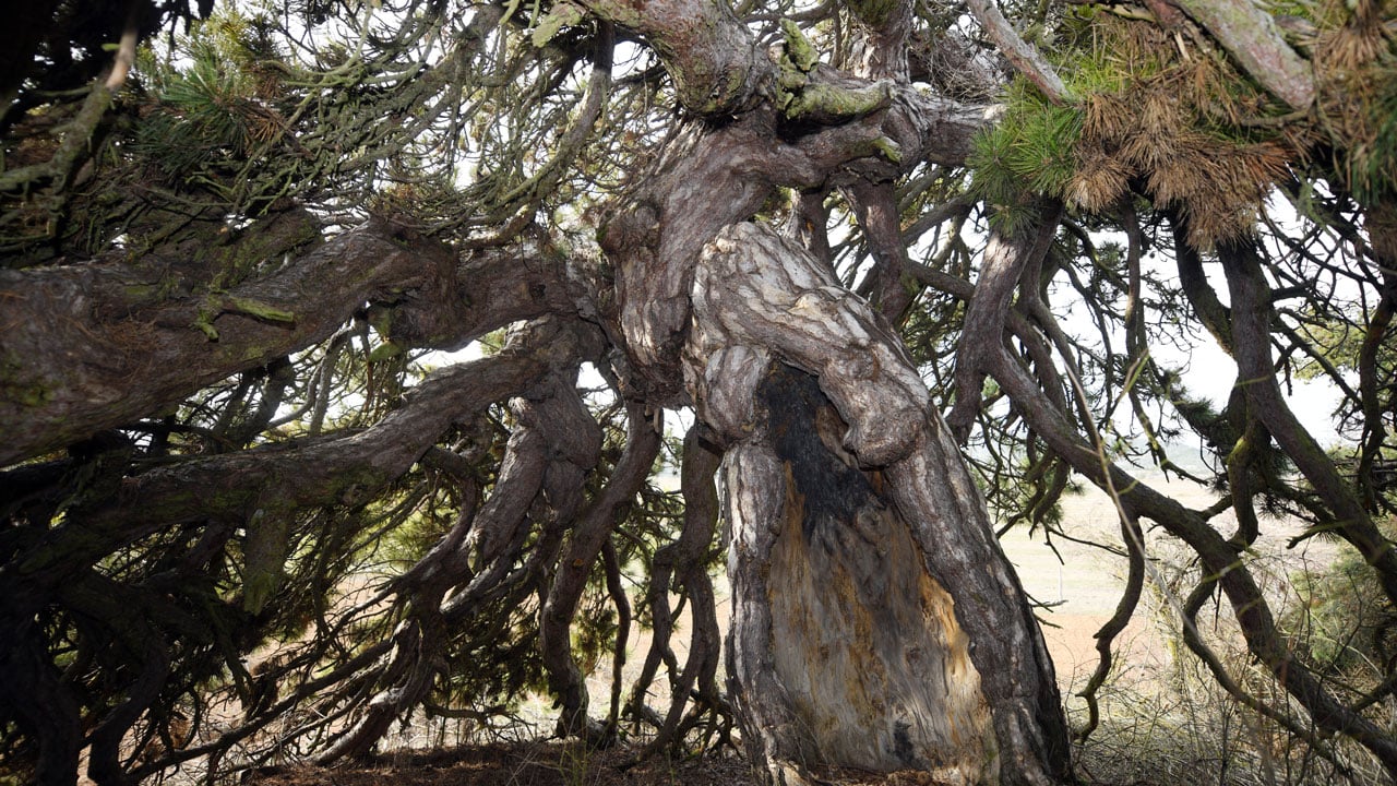 Foto - Asırlık çam görenleri hayrete düşürüyor! Dalları secde eder gibi
