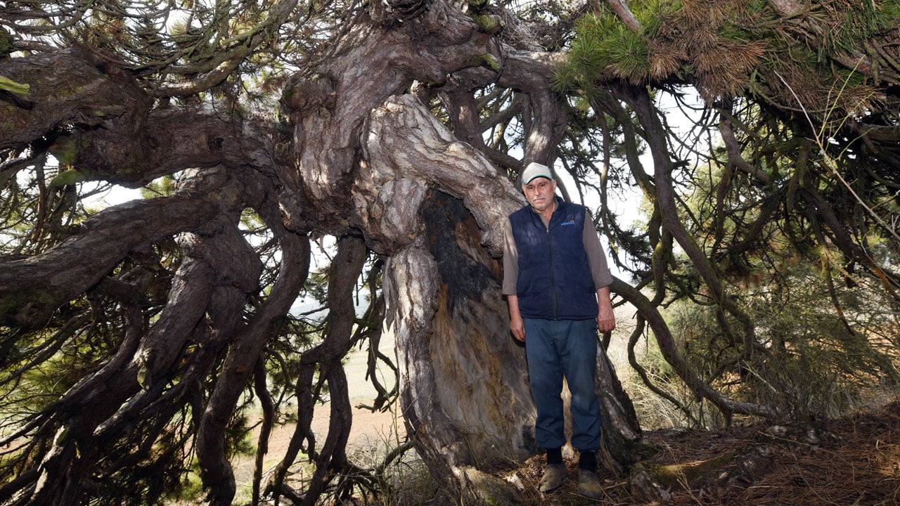 Foto - Asırlık çam görenleri hayrete düşürüyor! Dalları secde eder gibi