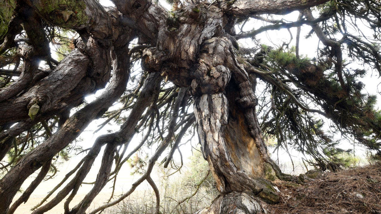 Foto - Asırlık çam görenleri hayrete düşürüyor! Dalları secde eder gibi
