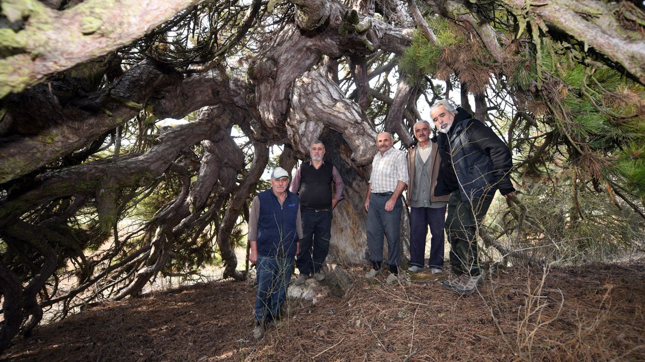 Foto - Asırlık çam görenleri hayrete düşürüyor! Dalları secde eder gibi