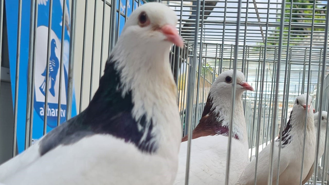 Foto - Asırlık miras podyuma çıktı! Denizli’nin Dolapçı güvercinleri güzellikte yarıştı