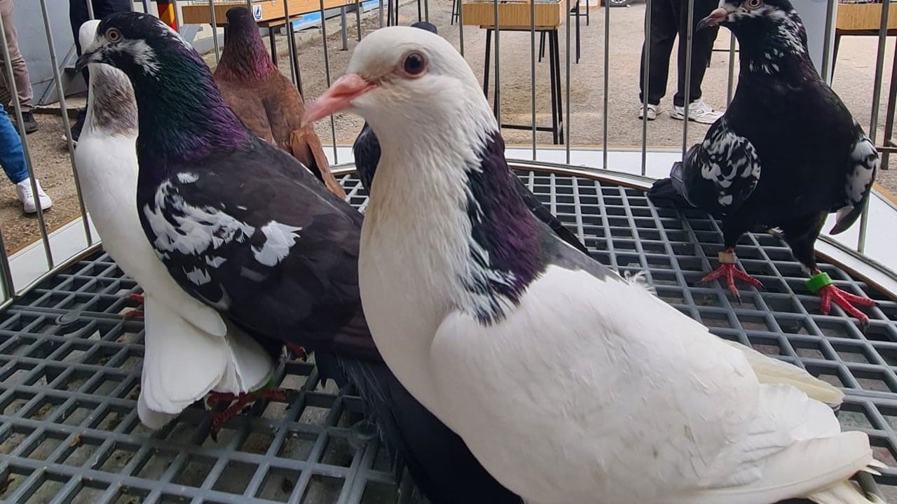 Asırlık miras podyuma çıktı! Denizli’nin Dolapçı güvercinleri güzellikte yarıştı