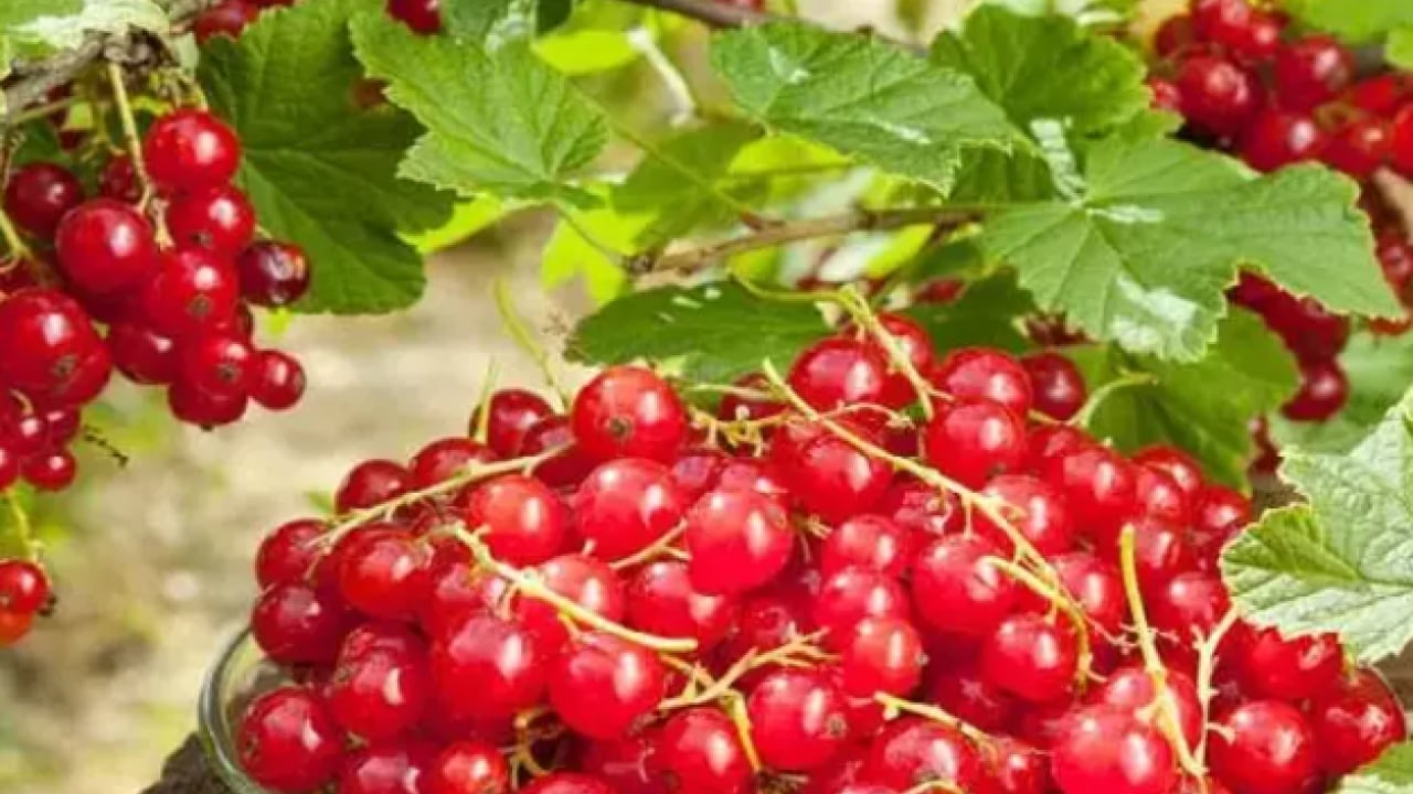 Foto - İlaca gerek kalmayabilir: İşte kanserle savaşan lezzet!