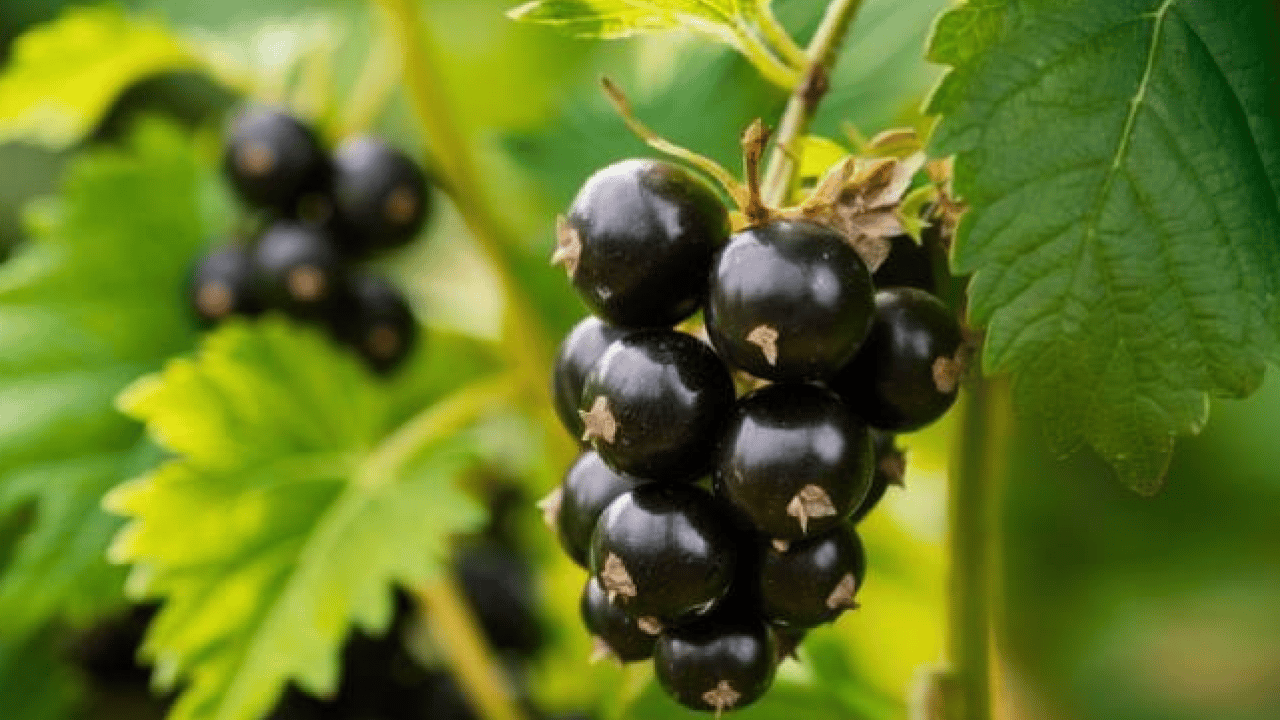 İlaca gerek kalmayabilir: İşte kanserle savaşan lezzet!