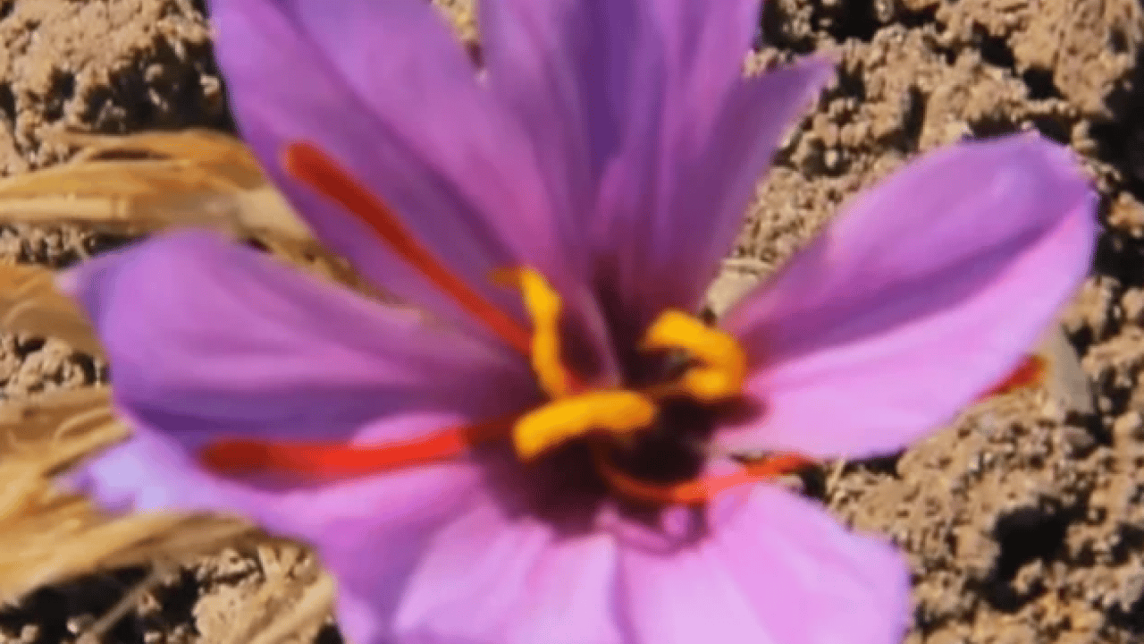 Foto - Askerler başında nöbet tutuyor! 3 kilo parasına ev alınıyor