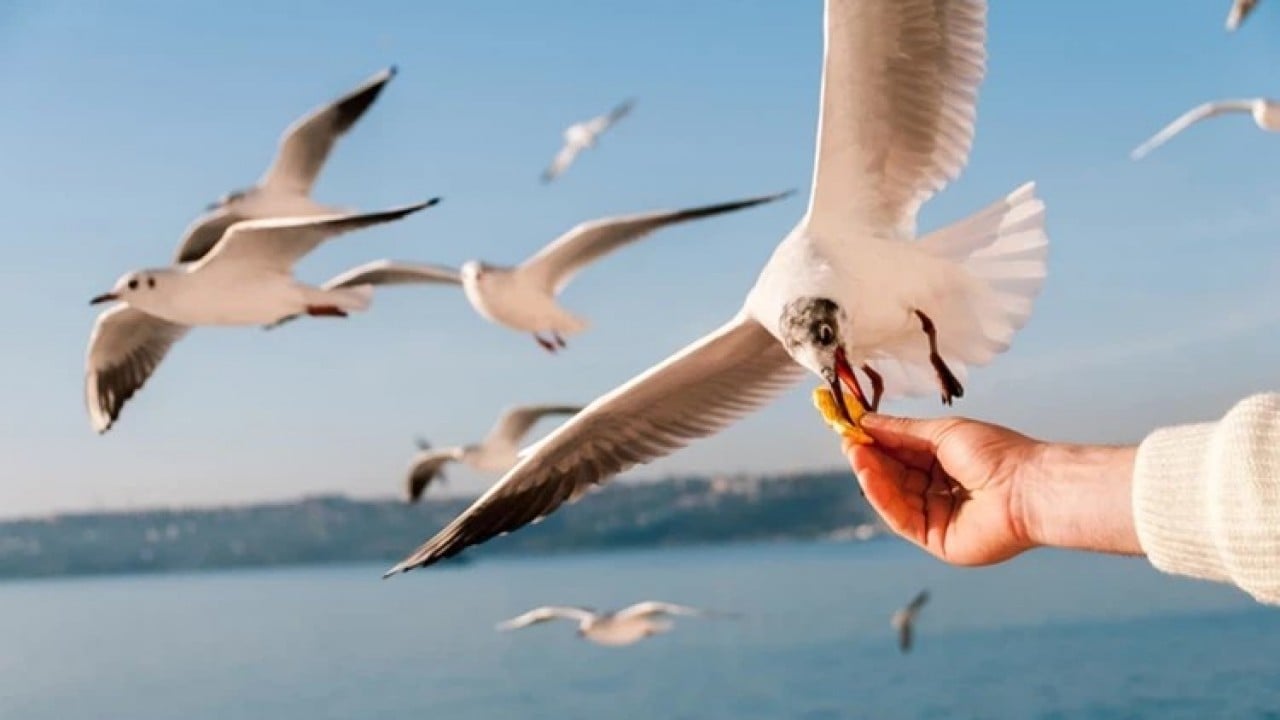 Aslında etçil olan martılar neden simit yiyor?