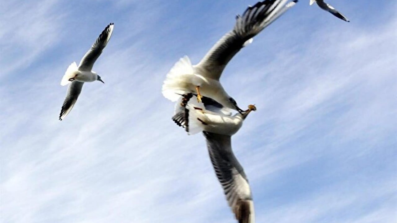 Foto - Aslında etçil olan martılar neden simit yiyor?