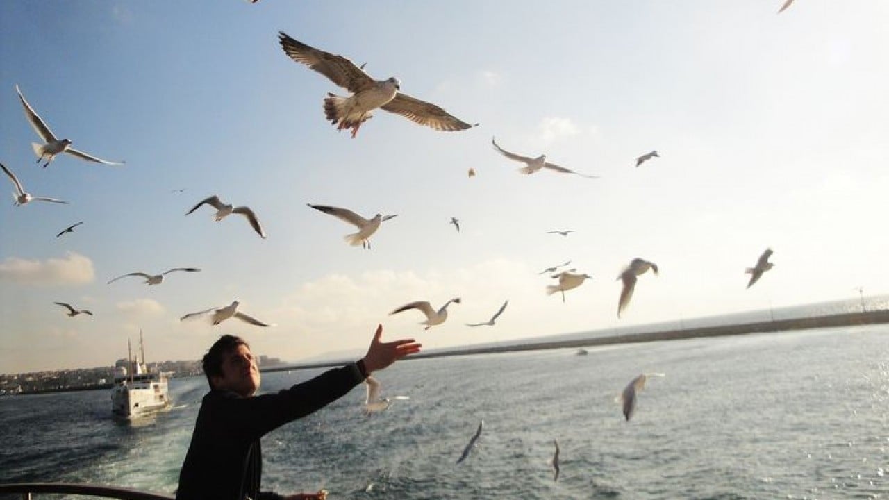 Foto - Aslında etçil olan martılar neden simit yiyor?