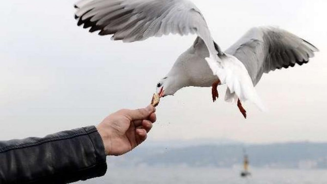 Foto - Aslında etçil olan martılar neden simit yiyor?