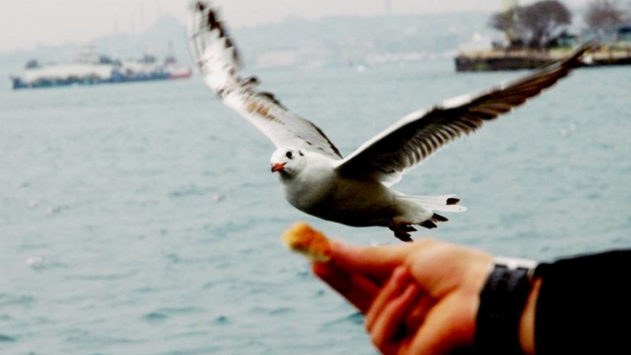 Foto - Aslında etçil olan martılar neden simit yiyor?