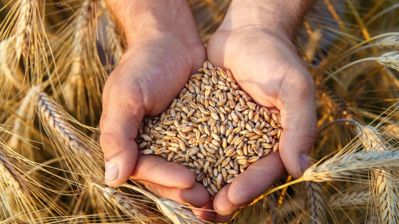 Foto - Ata Tohumuna Yoğun İlgi! Vatandaşlar Nereden ve Nasıl Temin Edileceğini Merak Ediyor