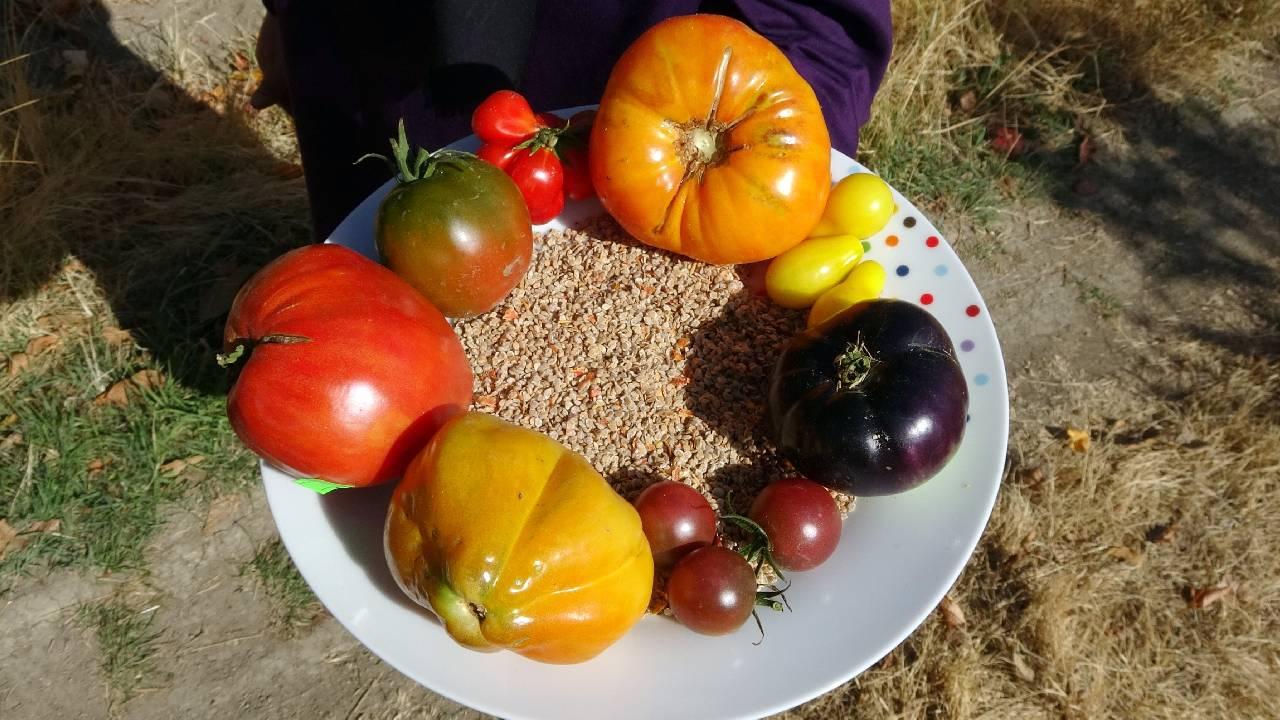 Foto - Ata Tohumuna Yoğun İlgi! Vatandaşlar Nereden ve Nasıl Temin Edileceğini Merak Ediyor