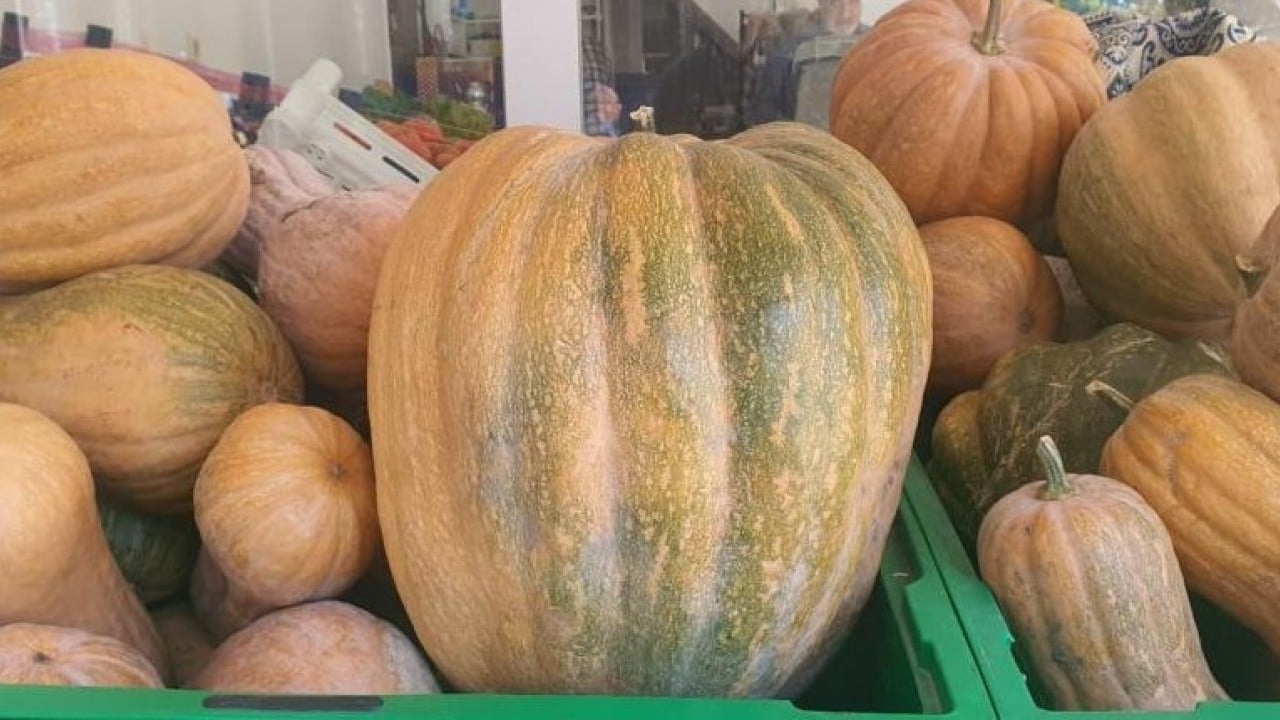 Ata tohumunda bereket! 35 kiloya ulaştı