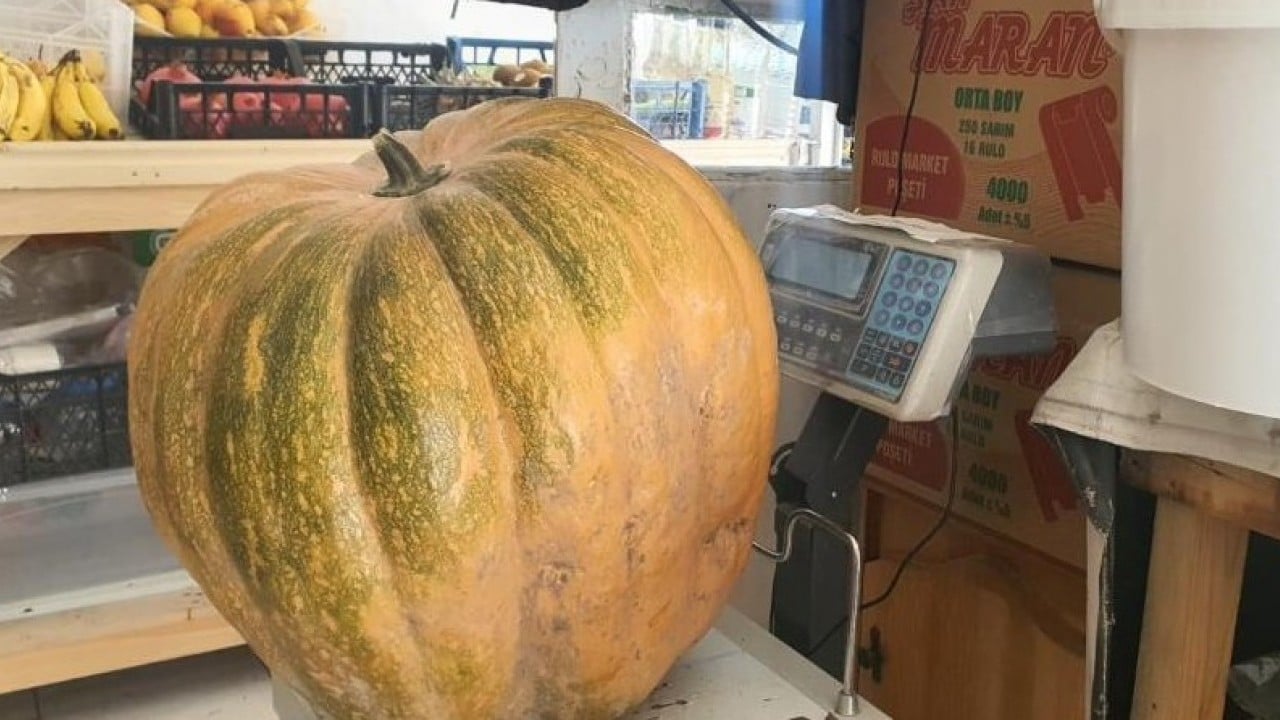 Foto - Ata tohumunda bereket! 35 kiloya ulaştı