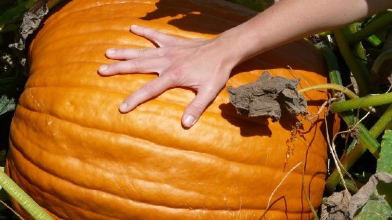 Foto - Ata tohumunda bereket! 35 kiloya ulaştı