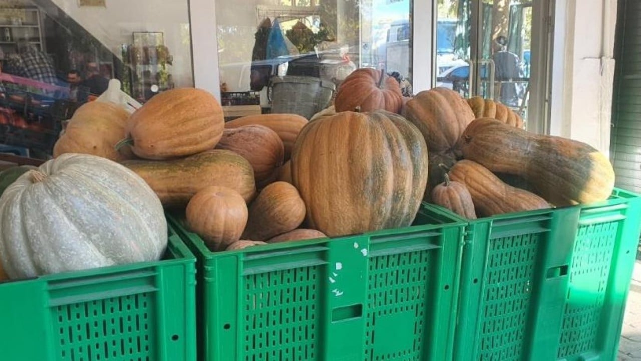 Foto - Ata tohumunda bereket! 35 kiloya ulaştı